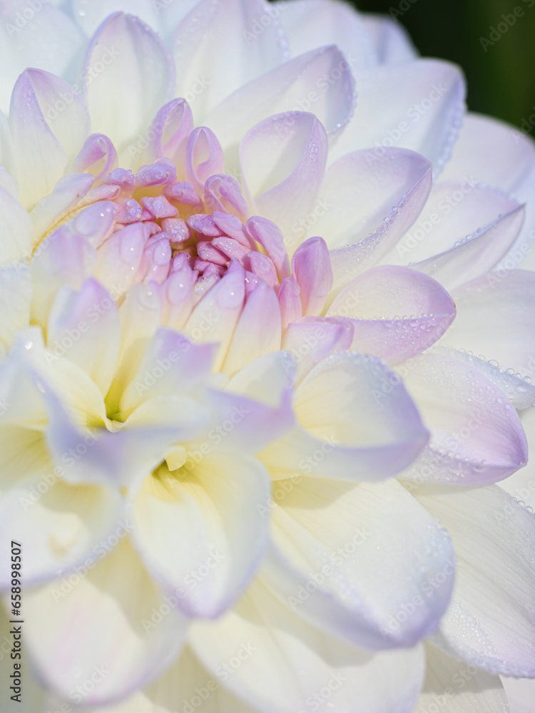 Fototapeta premium Delicate lilac dahlia close-up with dew drops
