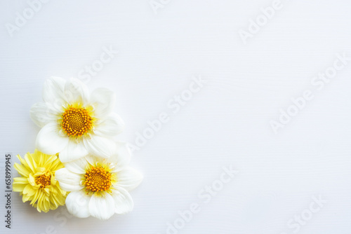 Beautiful colorful dahlia flowers on white background with copy space for text, flat lay style.