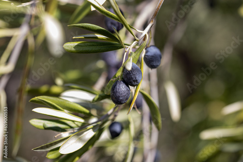 olive tree in Spain