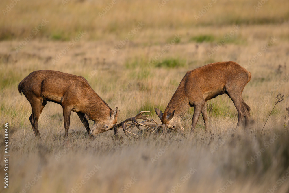 Fototapeta premium Young red deer stags practice rutting