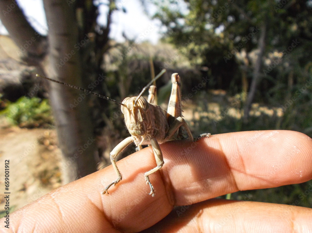 Obraz premium grasshopper locust on hand garden insect animal