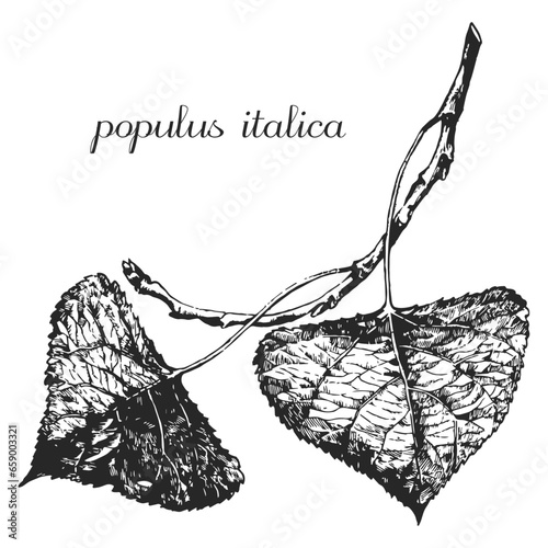 populus italica, poplar,  medicinal plant, medicinal herbs, black and white design, 
poplar leaf, poplar branch, black and white poplar design