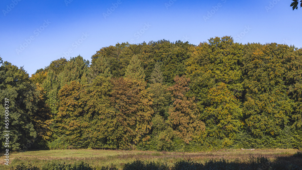 Fototapeta premium View across a meadow to the edge of the Hahnheide nature reserve