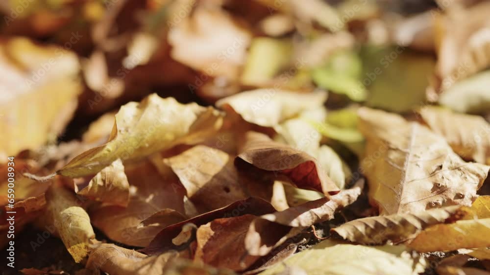Slow motion fallen autumn leaves on a ground in forest Slow motion fallen autumn leaves on a ground in forest