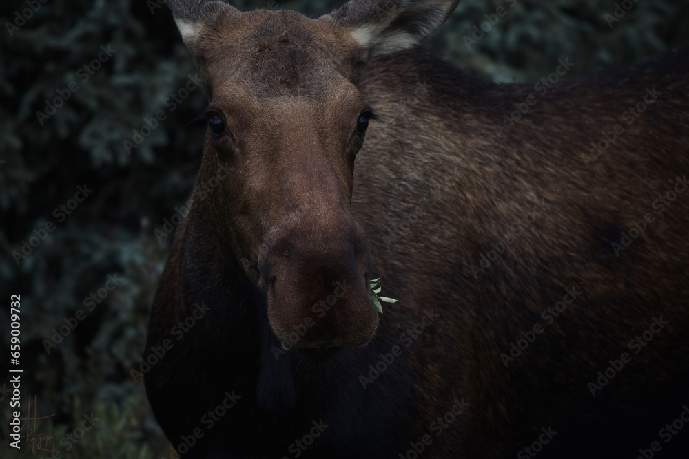 Moose in Alaska Moose in Alaska