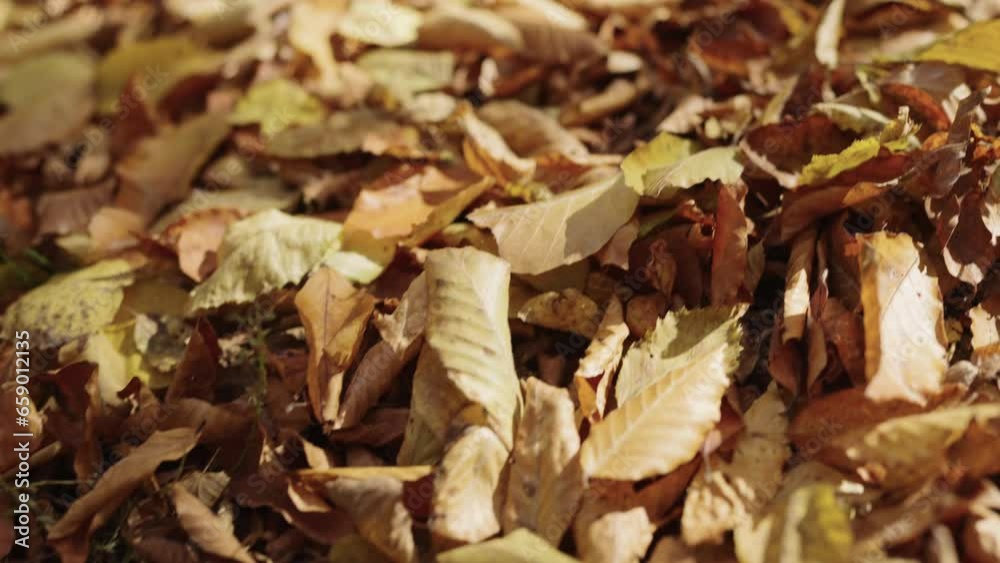 Slow motion fallen autumn leaves on a ground in forest Slow motion fallen autumn leaves on a ground in forest