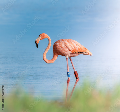 Peaches the Flamingo