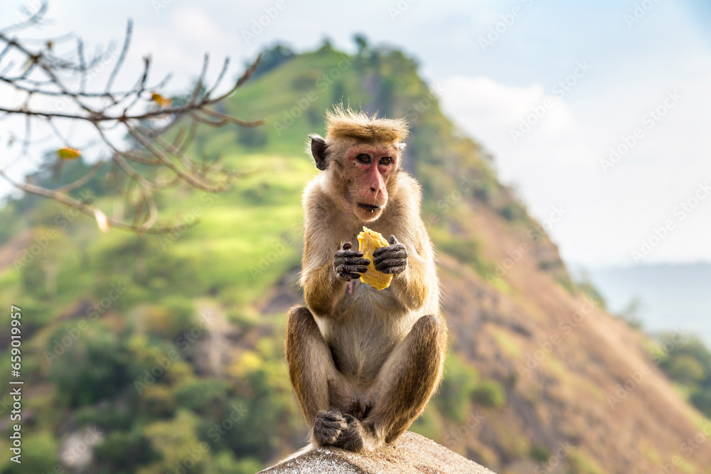 Wild monkey in Sri Lanka - obrazy, fototapety, plakaty 