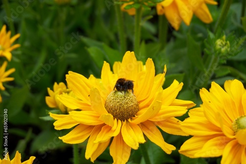 Bumblebee and Bee Macro photo