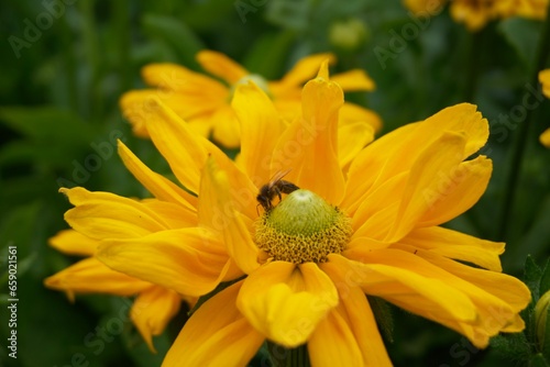 Bumblebee and Bee Macro photo