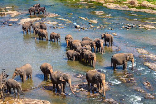 Herd of elephants in Sri Lanka