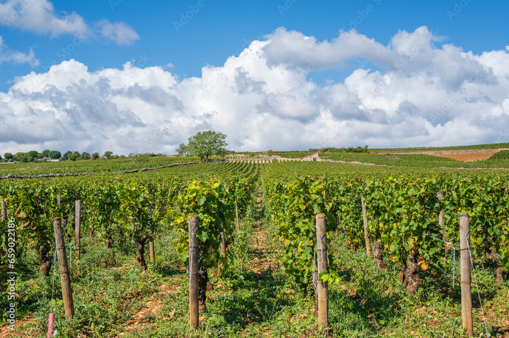 vineyard in region of Burgundy, France.