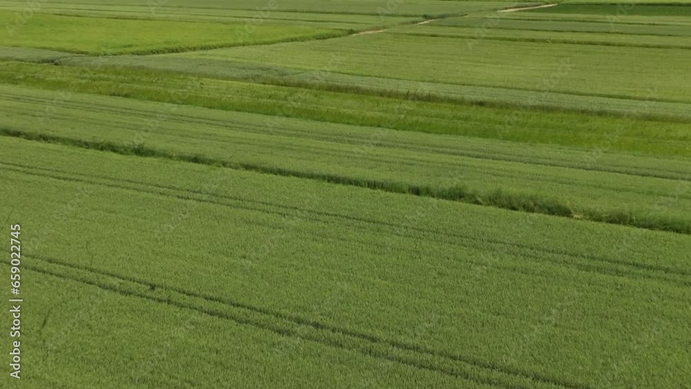 Vibrant Summer Fields in Poland - A Lush Tapestry of Cultivated Lands Under the Warm Polish Sun. Vibrant Summer Fields in Poland - A Lush Tapestry of Cultivated Lands Under the Warm Polish Sun.