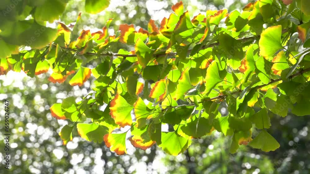 Close-up of ginkgo leaves in autumn backlight Close-up of ginkgo leaves in autumn backlight