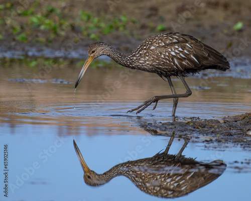 A Limpkin in the Wichita Mountains of Oklahoma, far from the normal range photo