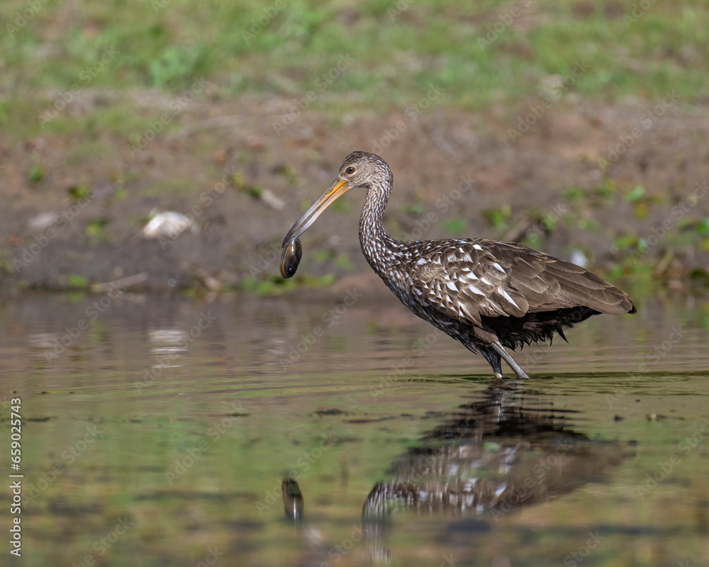 A Limpkin in the Wichita Mountains of Oklahoma, far from the normal range A Limpkin in the Wichita Mountains of Oklahoma, far from the normal range