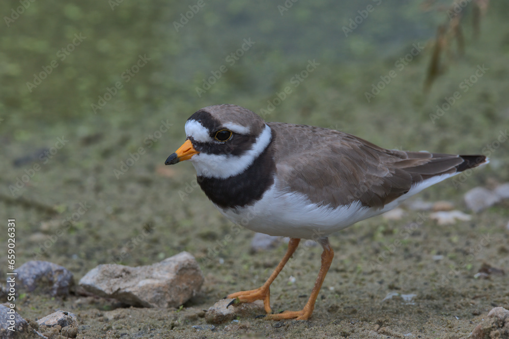 Little ringed plover looking for food on the edge of a pond. Little ringed plover looking for food on the edge of a pond.