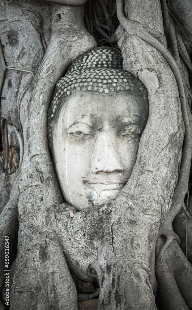 Buddha head in the tree roots at Wat Mahathat temple, Ayutthaya in Thailand . Southeast Asia .