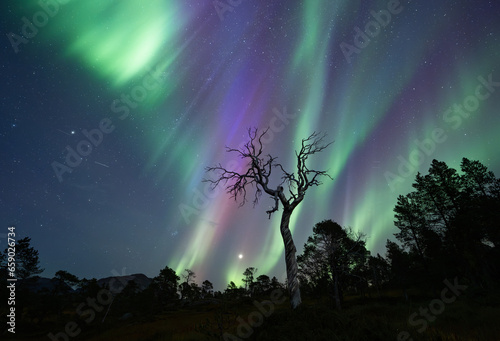 The Old Tree and the Northern Lights
Another evening with extremely active Northern Lights, KP4-5 activity, it became a  G2 geomagnetic storm ! photo