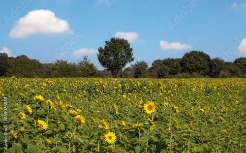 Sonnenblumenfeld (Helianthus annuus), Münsterland © AnnaReinert