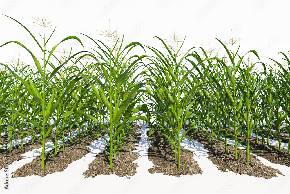 Rows of corn plants with green cobs on a white background close-up. Corn plant 3D on isolated background Rows of corn plants with green cobs on a white background close-up. Corn plant 3D on isolated background