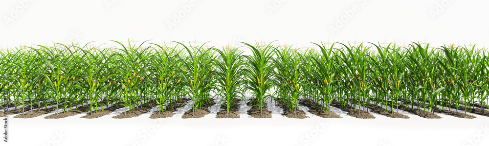 Many rows of corn plants with yellow cobs on a white background. Corn plant 3D on isolated background