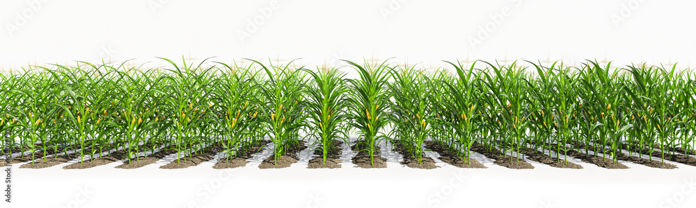 Many rows of corn plants with yellow cobs on a white background. Corn plant 3D on isolated background Many rows of corn plants with yellow cobs on a white background. Corn plant 3D on isolated background