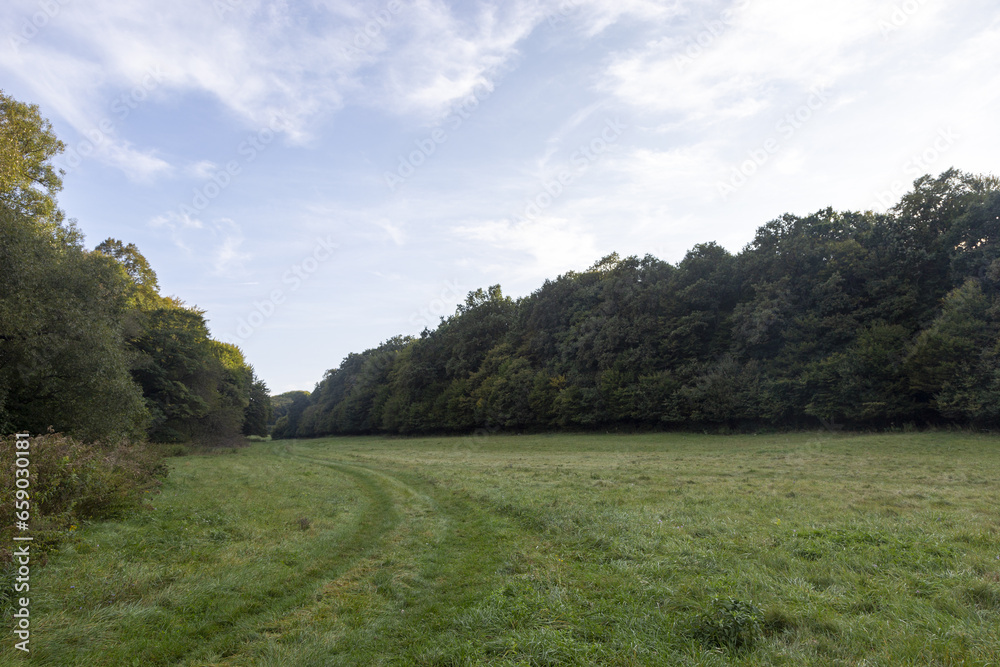 landscape in the forest