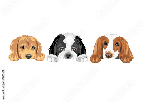 Golden Retriever, Saint Bernard dog and Cocker Spaniel are best friends