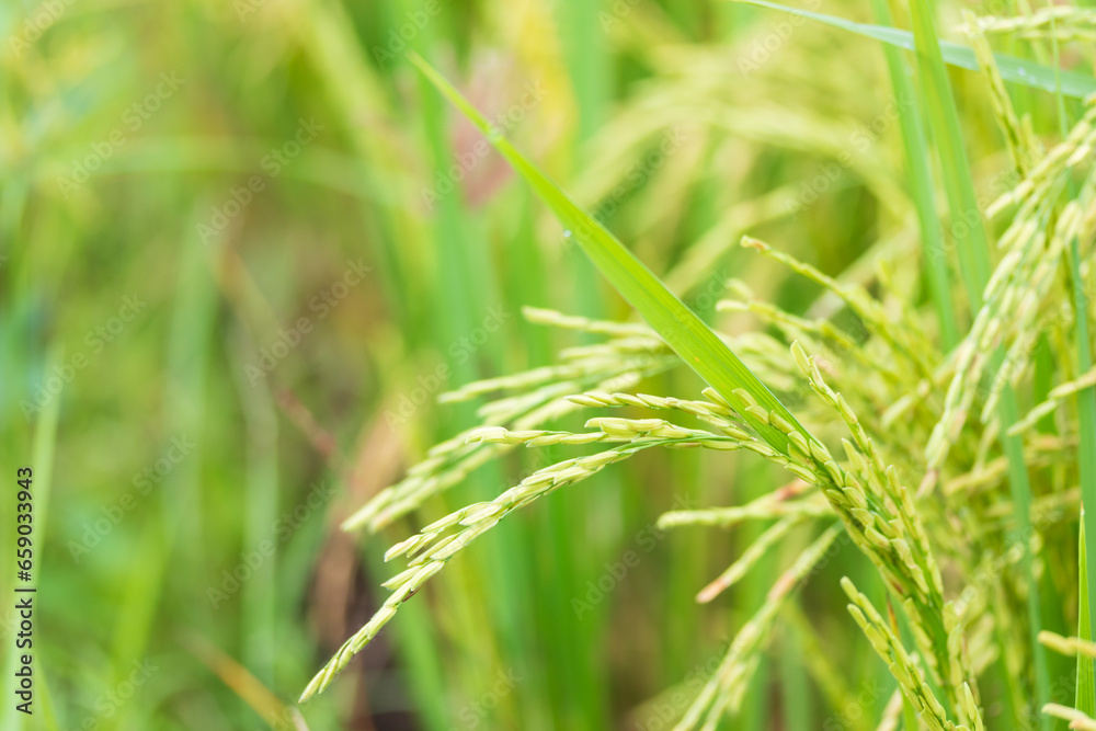 Ear of rice. Close-up to rice seeds in ear of paddy. Ear of rice. Close-up to rice seeds in ear of paddy.