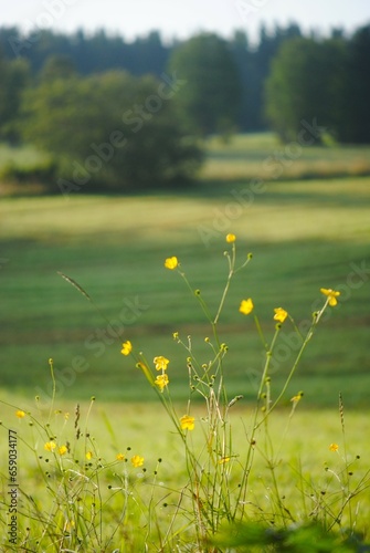 field of daisies