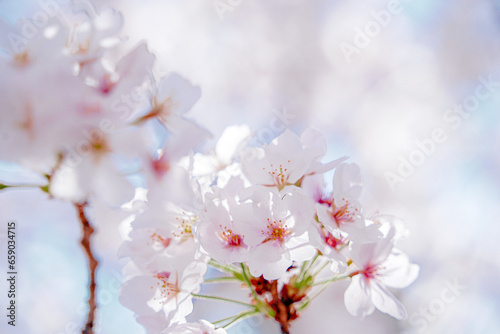 満開の桜 © Euphoria