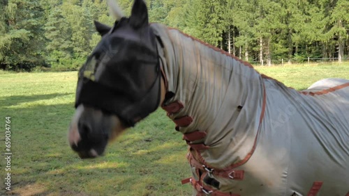 cheval équipé d'un masque bonnet et chemise anti mouche