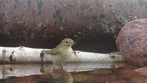 Garden reed (lat. Acrocephalus dumetorum) is a songbird from the reed family. photo