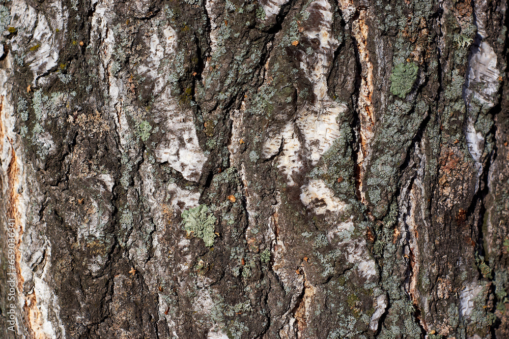 Birch bark texture Bark texture. Close-up Birch bark texture Bark texture. Close-up