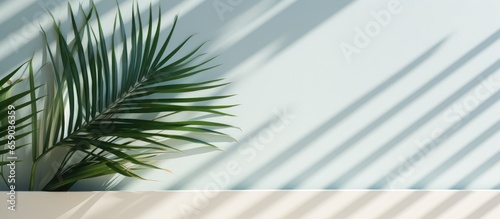 Palm leaf pattern and shadows on wall background