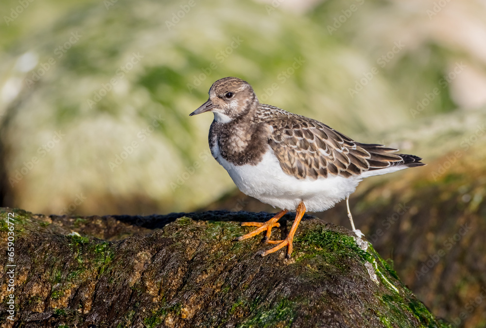 Ruddy Turnstone - at the sea shore on autumn migration way Ruddy Turnstone - at the sea shore on autumn migration way