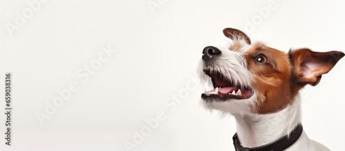Portrait of a Jack Russell Terrier with tongue out looking up isolated on white background representing motion beauty vet care breed pets and animal life Space for advertisement photo