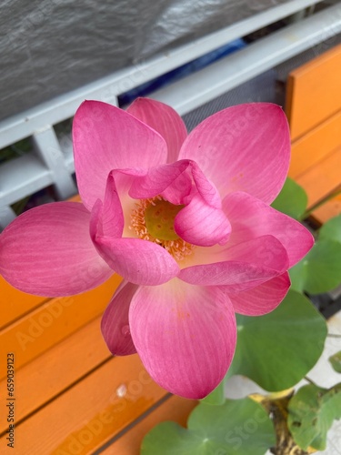 pink orchid flower