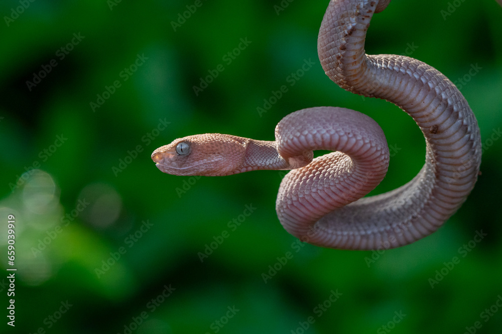 close up of brown mangrove pit viper, trimeresurus purpureomaculatus, natural bokeh background close up of brown mangrove pit viper, trimeresurus purpureomaculatus, natural bokeh background