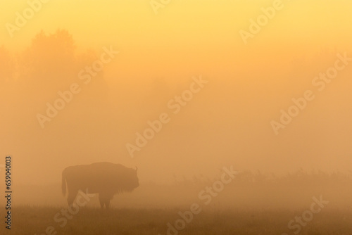European bison - Bison bonasus in the Knyszyńska Forest (Poland) © szczepank