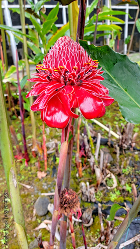Torch ginger in the Big Island - vertical photograph.