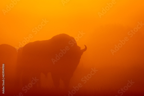 European bison - Bison bonasus in the Knyszy  ska Forest  Poland 