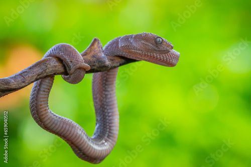 close up of brown mangrove pit viper, trimeresurus purpureomaculatus, natural bokeh background