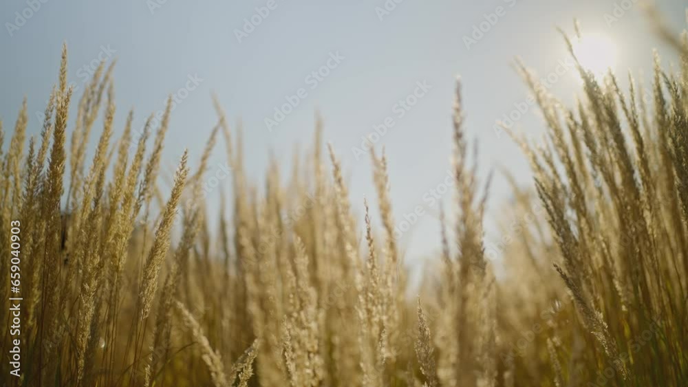 Organic farming and harvesting. Barley malt growing for craft beer production. Sunlit grain stems in summer. yellow golden spikelets close up on sky background Organic farming and harvesting. Barley malt growing for craft beer production. Sunlit grain stems in summer. yellow golden spikelets close up on sky background