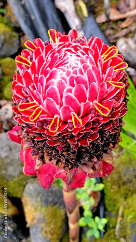 Mature Torch Ginger flower - vertical photograph