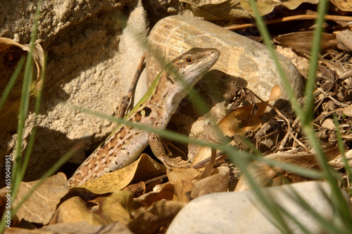 Italian wall lizard or ruin lizard (Podarcis siculus) in Tuscany © elliottcb
