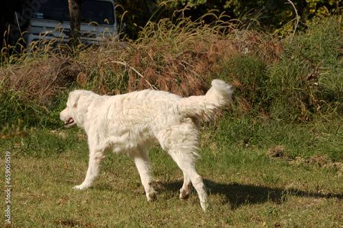 Maremma-Abruzzese sheepdog on lawn in Tuscany