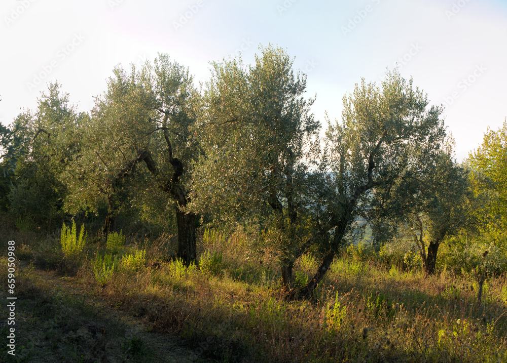 Olive trees in evening light in Montespertoli, Florence, Tuscany