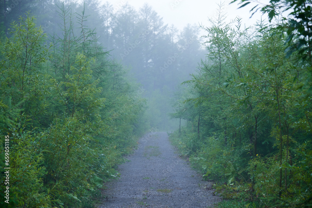 Fototapeta premium 霧の風景